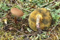 Cyanoboletus