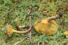Cyanoboletus