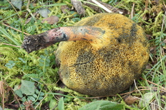 Cyanoboletus