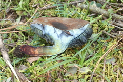 Cyanoboletus