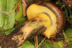 Cyanoboletus