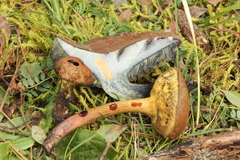Cyanoboletus