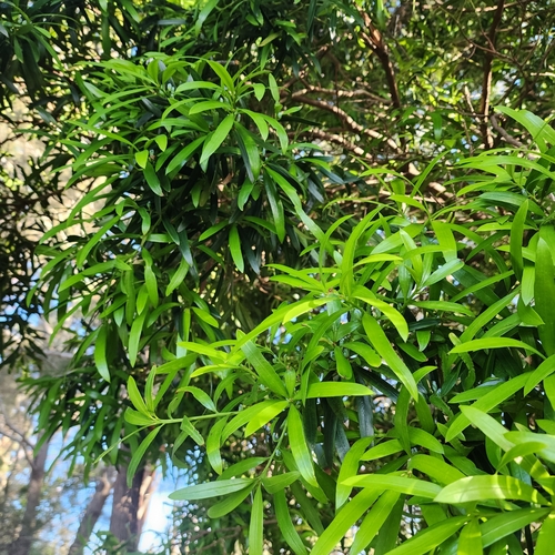 Podocarpus observed 2025-10-04