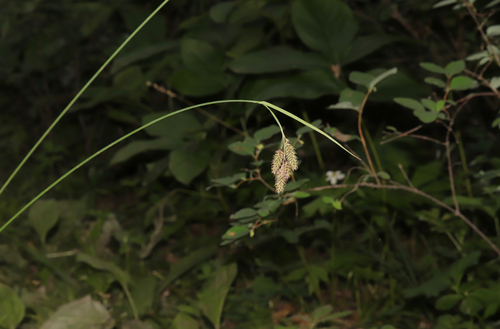 Carex atratiformis, photograph 6
