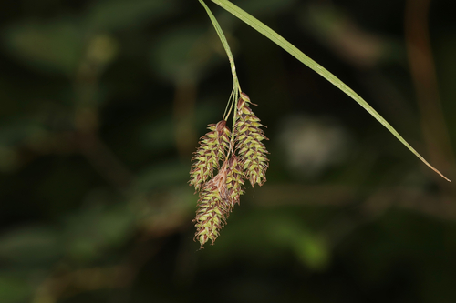 scabrous black sedge (Carex atratiformis)
