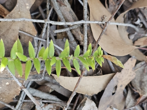 trailing ground-berry (Acrotriche prostrata)
