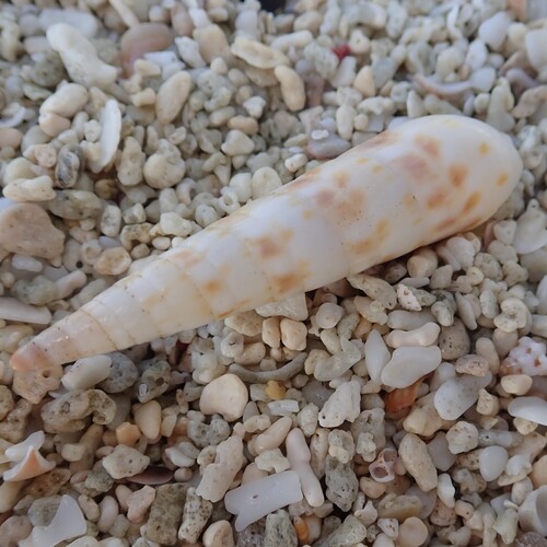 Oxymeris chlorata observed 2025-09-29