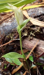 Pterostylis scabrida