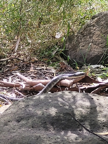Tiger Snake sighting