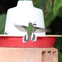 Phlogophilus hemileucurus