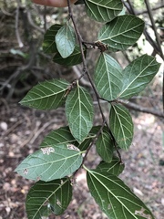 Aphananthe philippinensis