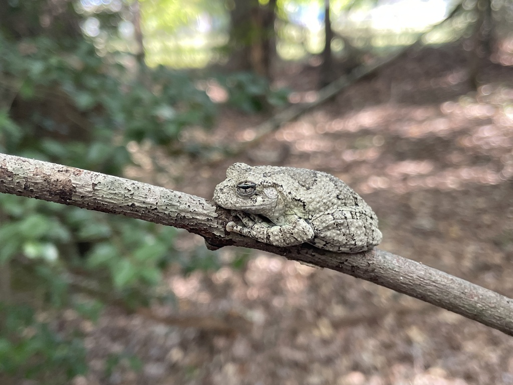 Gray Treefrog Species Complex from Bridgeville, DE, US on October 3 ...