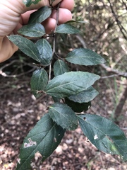 Aphananthe philippinensis