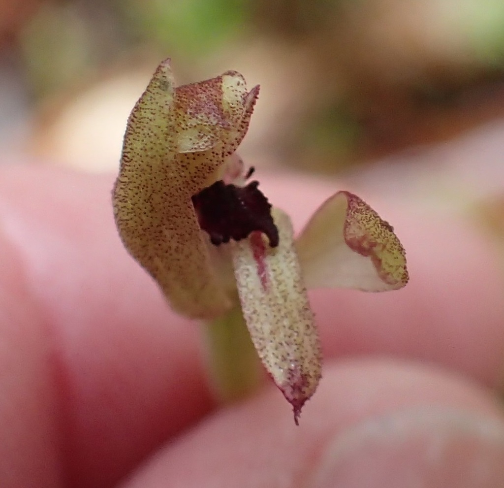 Caladenia transitoria