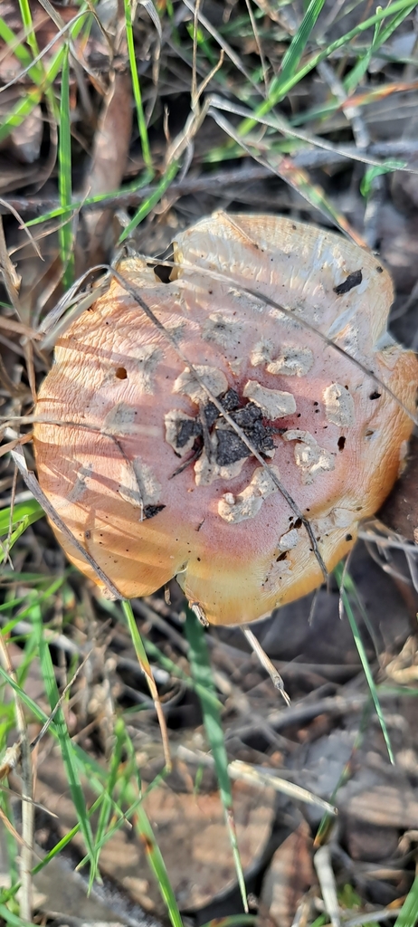 Amanita xanthocephala · October 2025 · photo: © ballarat_cemeteries (iNaturalist, cc-by)