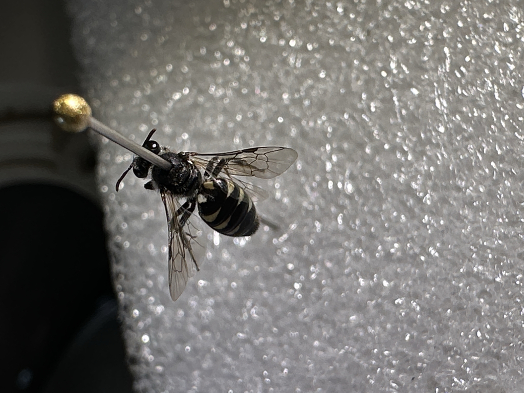 Euhesma undulata