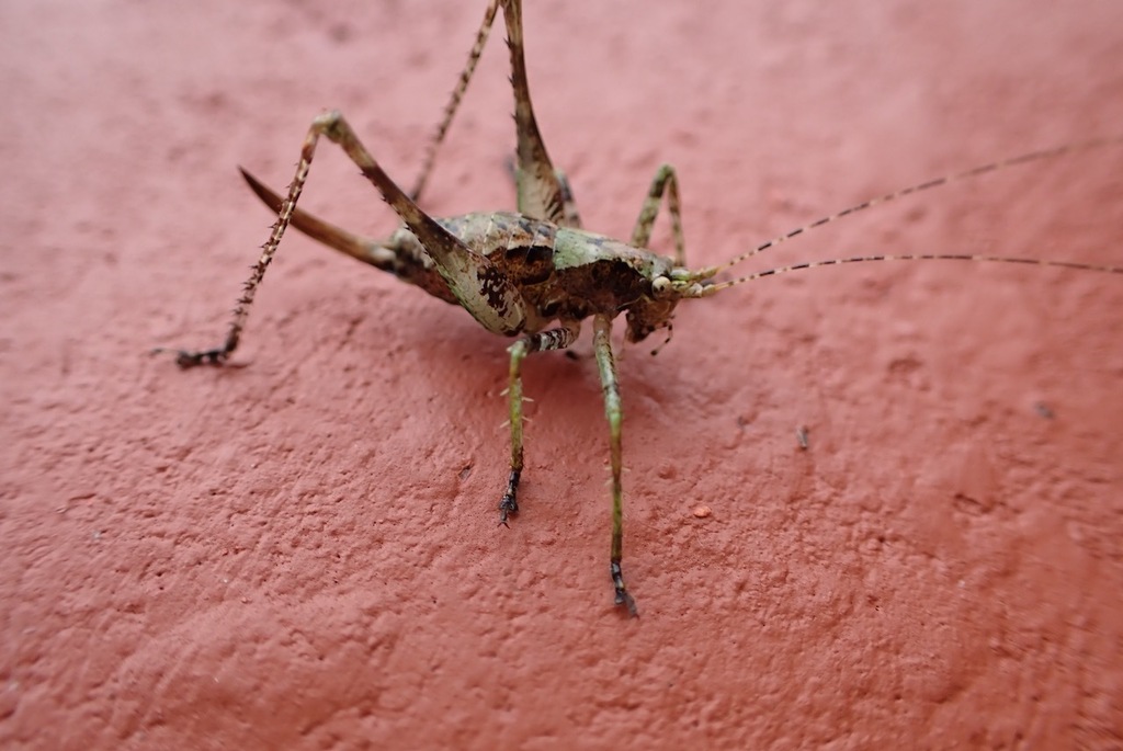 Nubimystrigini