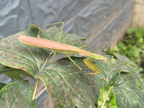 Chinese Mantis