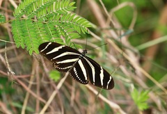 Heliconius charithonia