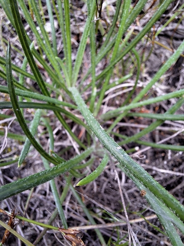 Gazania ciliaris, photograph 5