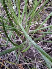 (c) Adele SL, some rights reserved (CC BY) Gazania ciliaris, photograph (c) Adele SL, some rights reserved (CC BY)
