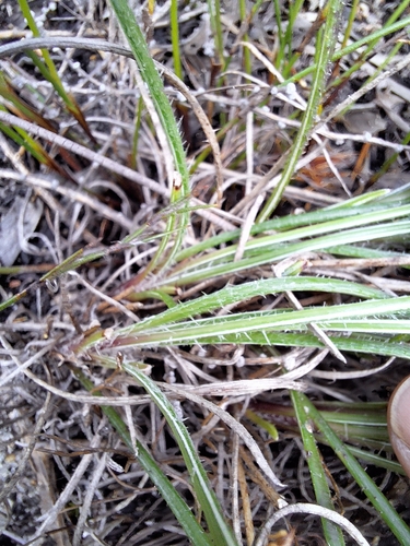 Gazania ciliaris, photograph 6