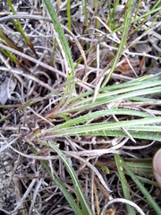 Gazania ciliaris, photograph (c) Adele SL, some rights reserved (CC BY)