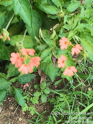 Firecracker-flower