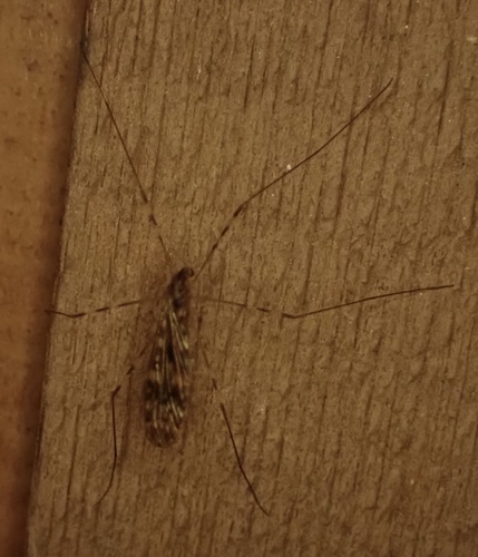 Unknown species found near North Highlands