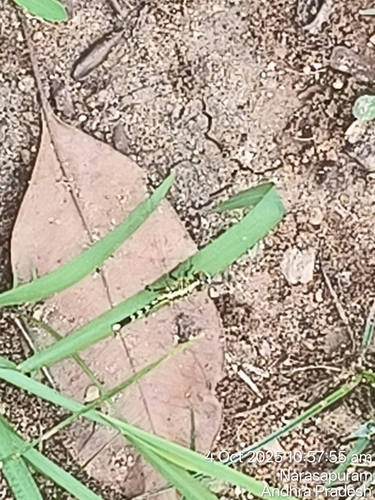 Slender Skimmer