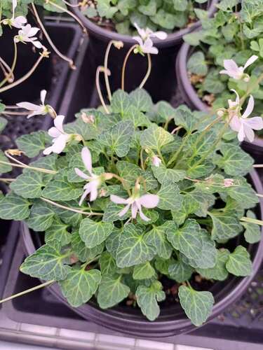 Viola iwagawae iNat (2)