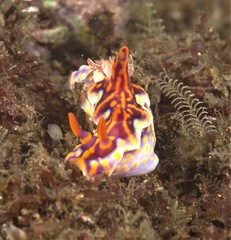 Miamira flavicostata