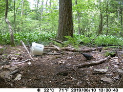 Dumetella carolinensis