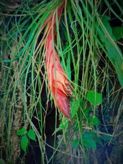 Tillandsia punctulata
