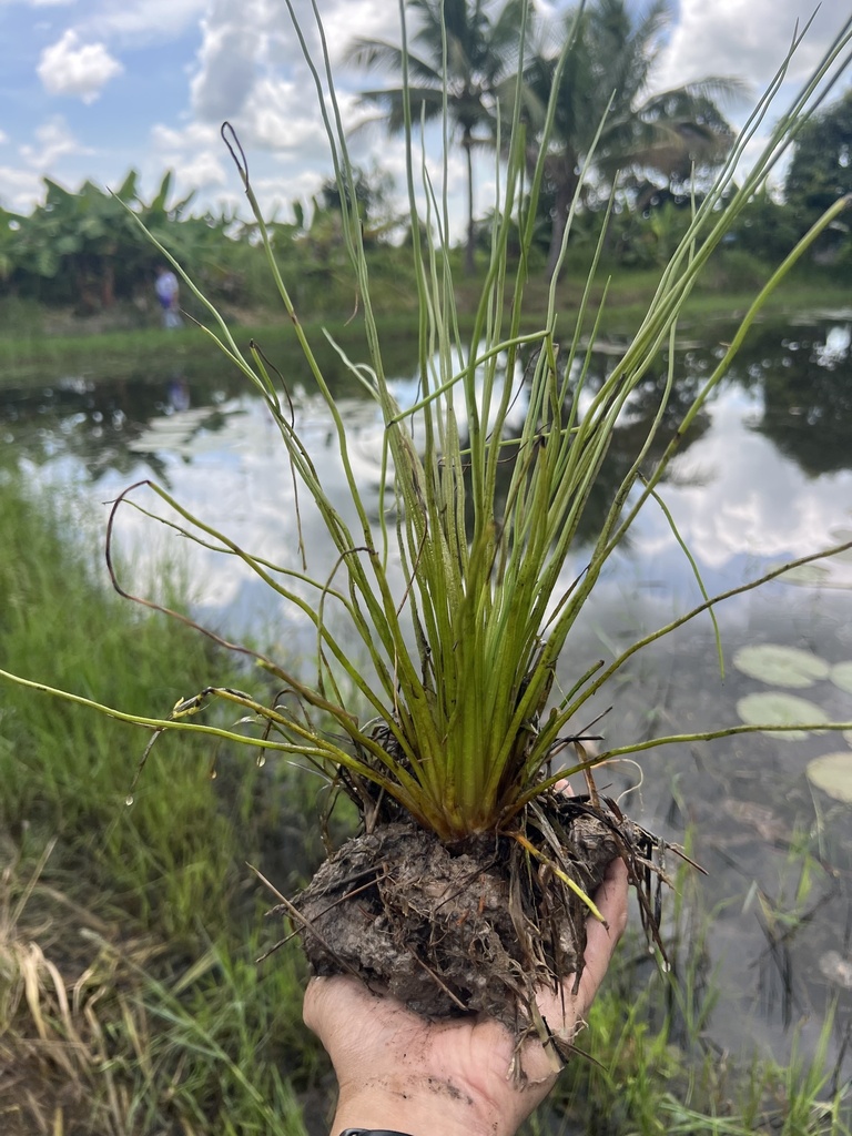 Isoetes coromandelina