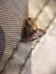 Scolypopa