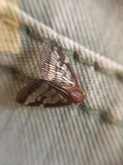 Scolypopa