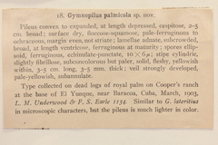 Gymnopilus palmicola