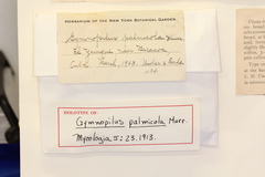 Gymnopilus palmicola