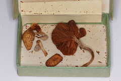 Gymnopilus palmicola