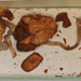 Gymnopilus palmicola - Photo (c) Alan Rockefeller, some rights reserved (CC BY), uploaded by Alan Rockefeller