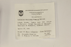 Lactarius mexicanus