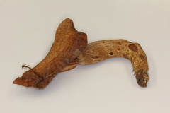 Lactarius mexicanus