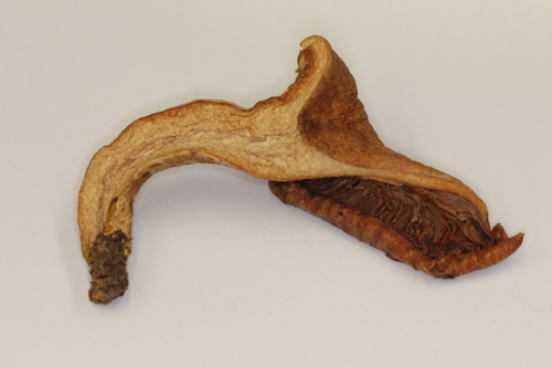 Lactarius mexicanus