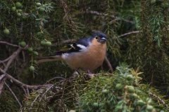 Fringilla coelebs canariensis