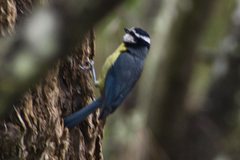 Cyanistes teneriffae teneriffae