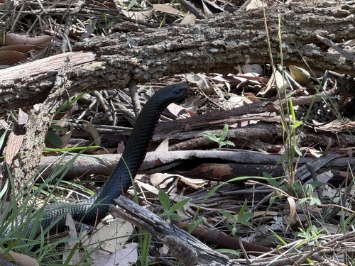 Red-bellied Black Snake sighting