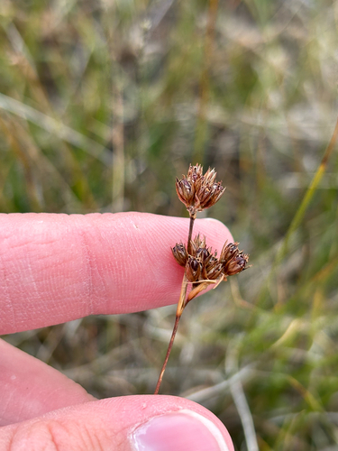 Juncus longistylis observed 2025-09-07