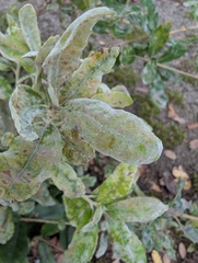 Erysiphe quercicola