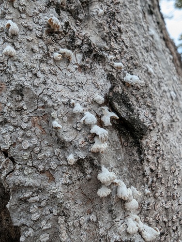 Schizophyllum commune